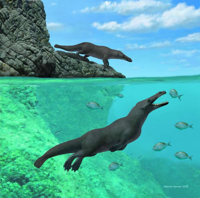 鲸鱼及海豚的祖先Peregocetus pacificus竟是有四只脚的水陆两栖动物 行到北非再游到南美
