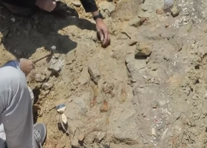 专家在沙漠挖出该化石。