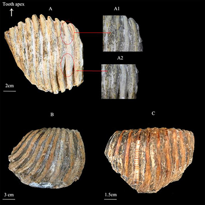 广西崇左晚更新世岜仙洞亚洲象牙齿化石的序列取样方法图（马姣 供图）
