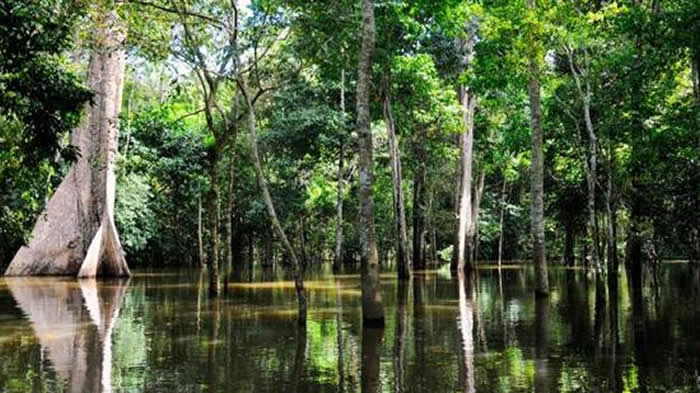 南美洲亚马逊热带雨林透明小“牙签鱼”（卷须寄生鲶）爱闻尿味会钻入男性生殖器吸血