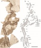 尾羽龙科新属种“干戚刑天龙”揭示窃蛋龙类的手部演化