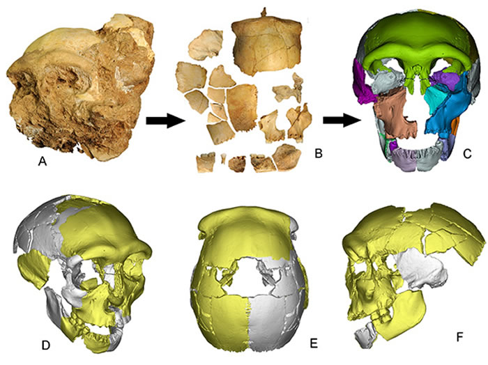 图1. 安徽东至华龙洞出土的人类头骨化石。A：头骨化石出土状况；B：去除地层堆积物后的头骨化石碎片；C-F：3D虚拟复原的头骨化石，分别为前面观、右前面观、顶面