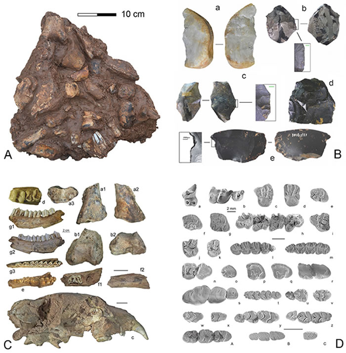 图4.华龙洞遗址动物化石堆积情况（A）, 出土的石制品（B）及哺乳动物化石（C，D）（同号文、李强、裴树文供图）