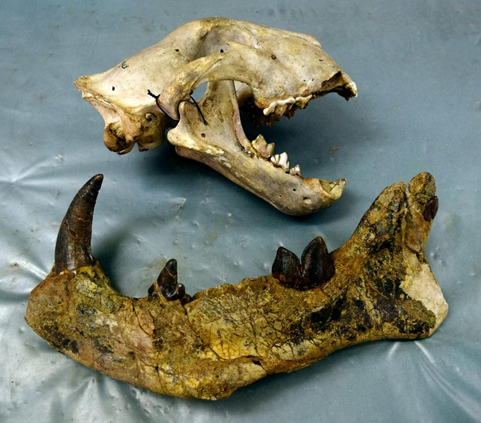 来自肯尼亚的现代狮子颅骨（上）摆在2,200万年前的巨狮鬣兽（Simbakubwa kutokaafrika）左下颚骨旁边。 PHOTOGRAPH BY MAT