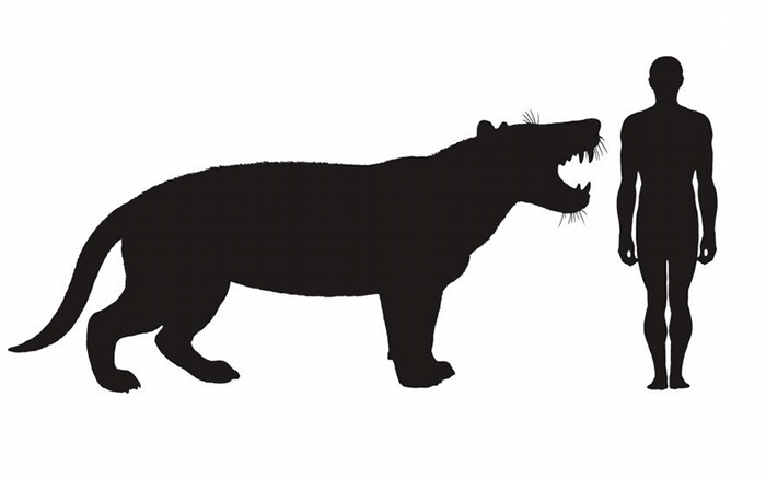 插图画出现代人和巨狮鬣兽的体型比较。 ILLUSTRATION BY MAURICIO ANTON