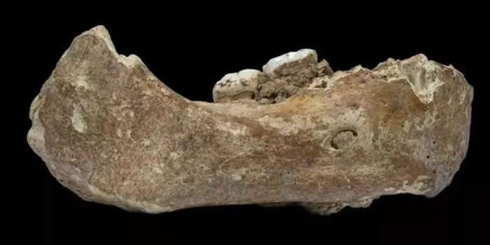夏河丹尼索瓦人的下颌骨（来源：张东菊供图）