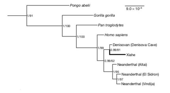 夏河下颌骨古蛋白的系统发育位置，可见与其最为接近的是西伯利亚的丹尼索瓦人（Denisovans）