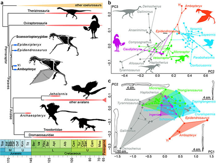 中生代虚骨龙类系统树和肢骨演化：在飞行起源时，副鸟类不同类群显示出不同的前肢加长过程：善攀鸟龙类通过肱骨加长，结合第三手指和棒状长骨附着膜质翅膀；而驰龙类、伤齿