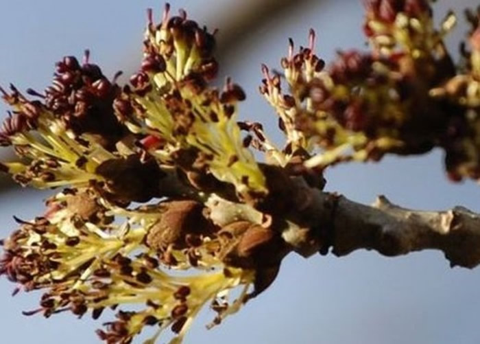 白蜡树枯梢病对英国生态造成破坏。