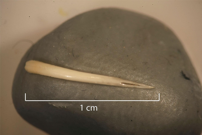 这根保留在史前粪化石中的毒牙，可能属于响尾蛇或铜头蝮。 PHOTOGRAPH COURTESY ELANOR SONDERMAN