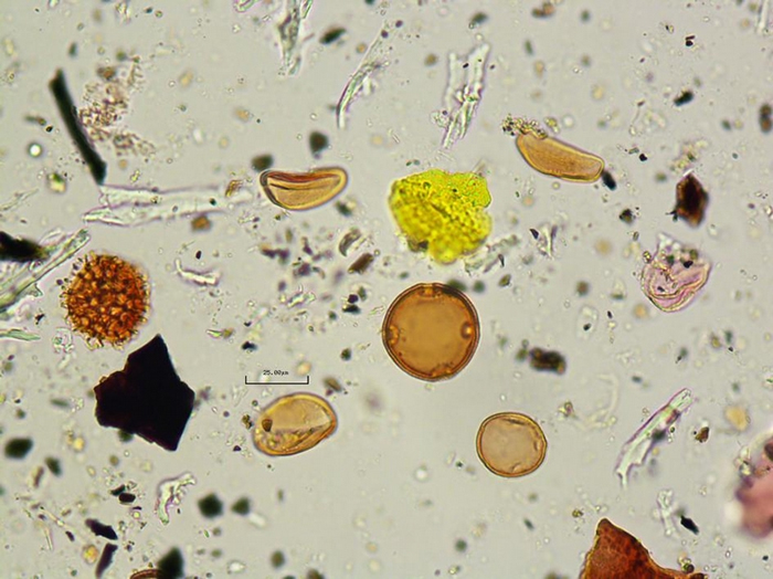 研究人员也分析了粪化石里找到的花粉，显示这个人吃了丝兰的花。 PHOTOGRAPH COURTESY OF CRYSTAL DOZIER