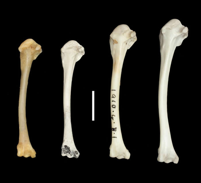 会飞行的翼骨化石 (右) 和不会飞的骨骼Credit:Dr Julian Hume.