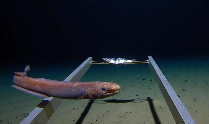 美国“五次深海探险”的“深潜限制因子”号潜水器在马里亚纳海沟最底部有不寻常的发现