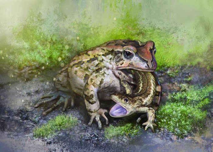 格尼蛙吞食诺敏螈生态复原图（绘图/张宗达 Cheung Chungtat）