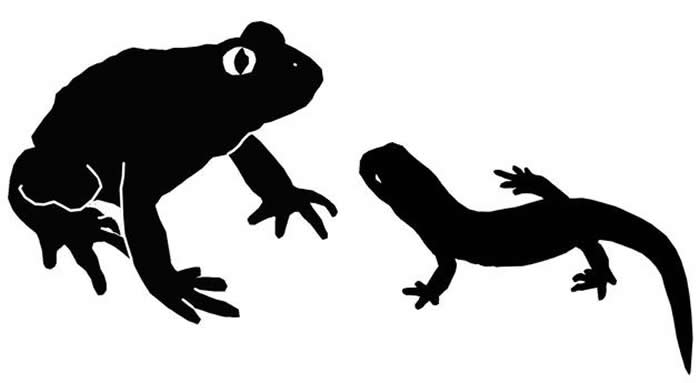 格尼蛙和诺敏螈的体型对比（绘图/苏珊·E·埃文斯）