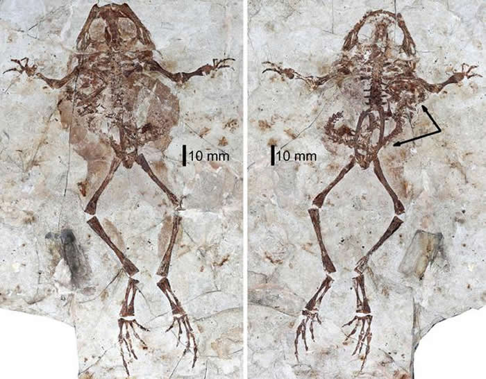 格尼蛙和腹中的诺敏螈化石（摄影/邢立达）