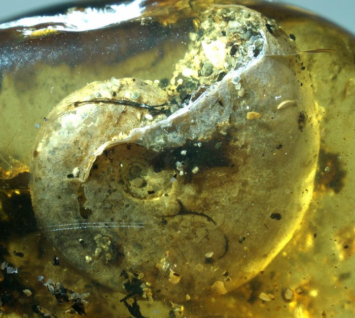 这枚壳属于一种叫菊石（ammonite）的白垩纪海洋软件动物。 不知怎么的，这只菊石的壳最后被埋葬在树脂里，并形成一块极为罕见的琥珀。 PHOTOGRAPH B