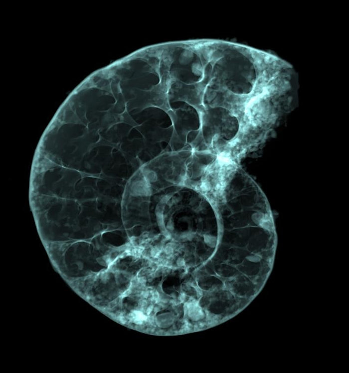 高分辨率扫描显现出菊石的内部构造。 研究人员认为这只菊石属于Puzosia (Bhimaites)亚属，牠们最早出现在超过1亿年前，并存活到至少9300万年前。
