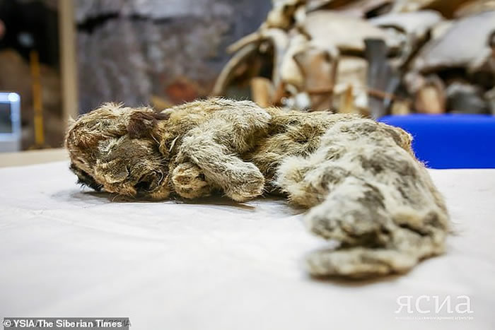 刚出生就冻死 俄罗斯西伯利亚永久冻土层发现冰冻3万年小狮子干尸“斯巴达克”