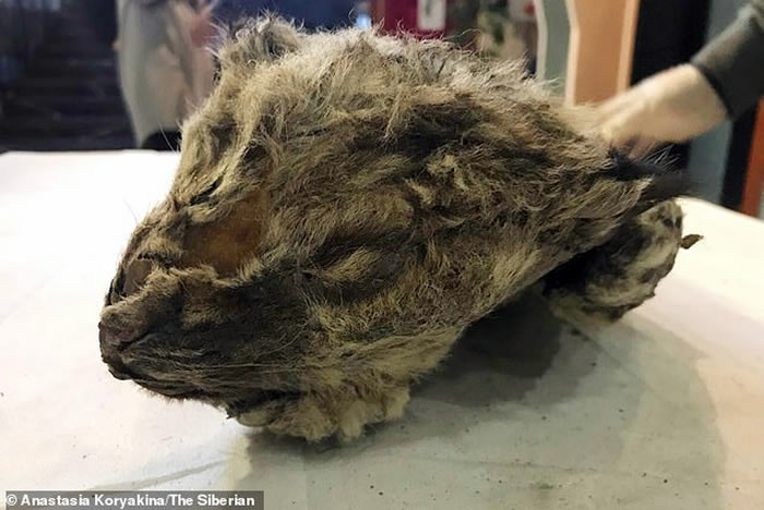刚出生就冻死 俄罗斯西伯利亚永久冻土层发现冰冻3万年小狮子干尸“斯巴达克”