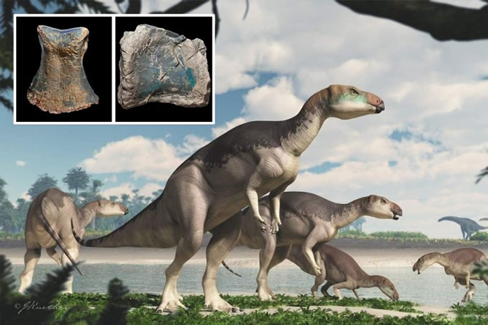 专家以电脑扫描分析藏于蛋白石内的骨头化石（小图）后，证实其主人是一种新品种恐龙。图为构想图。