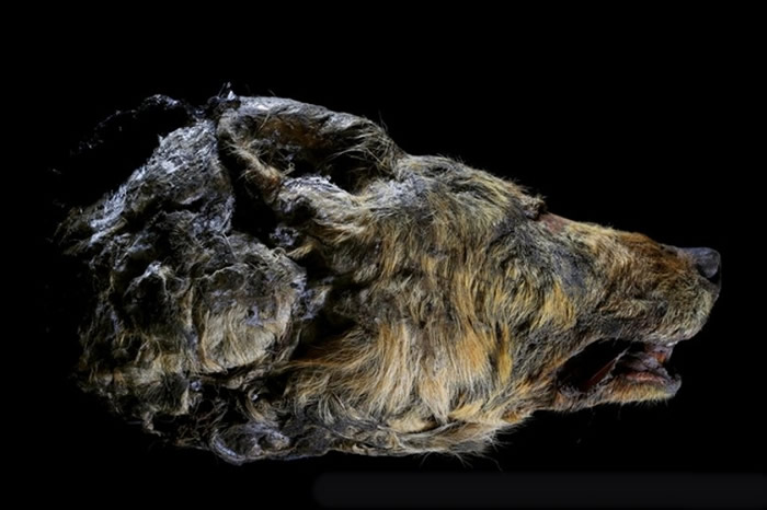 研究人员同时出土一个保存完好的狼头颅。