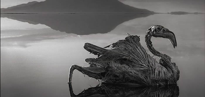 坦桑尼亚火红“纳特龙湖”（Lake Natron）绝美却致命 生物一碰湖水会变干尸