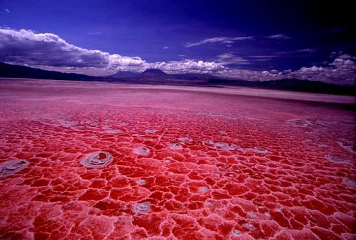 坦桑尼亚火红“纳特龙湖”（Lake Natron）绝美却致命 生物一碰湖水会变干尸