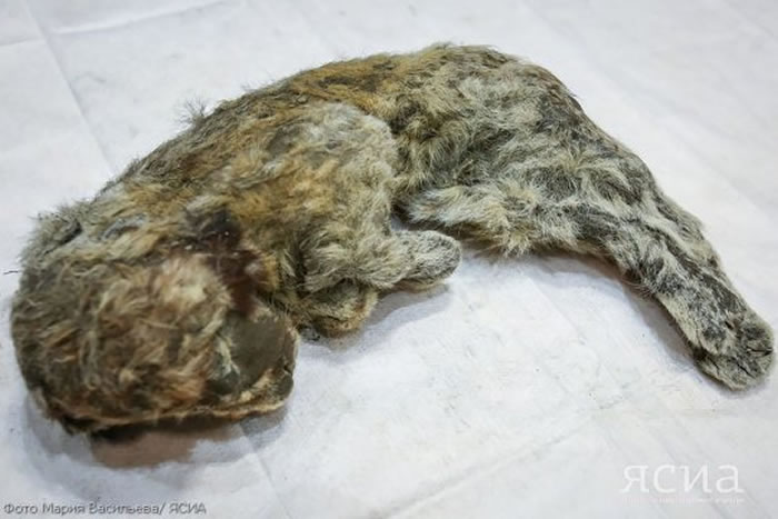 这个巨狼头是在一只名叫斯巴达克的史前洞穴狮子幼崽旁被发现