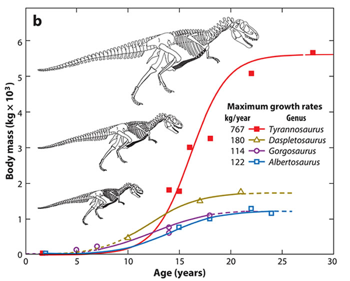 雷克斯暴龙体型巨大的原因，主要是因为其生长速率相较其他暴龙类更快。 Erickson et.al 2014