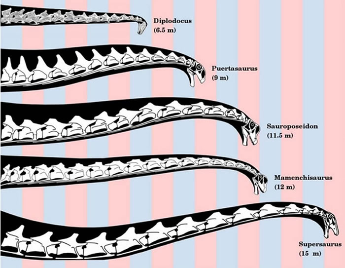 蜥脚类极度特化的长脖子，是它们高效进食的重要“武器”