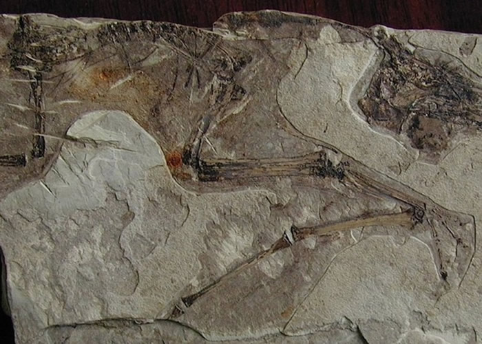 翼龙胚胎化石显示它们发育完全。