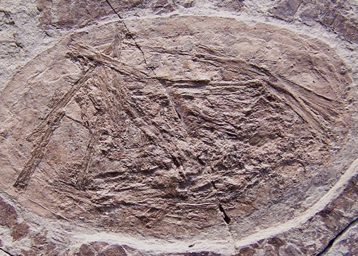 翼龙蛋化石显示出发育成熟的翅膀。