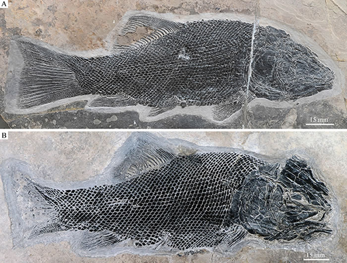 两块罗平强壮鱼化石标本 （A为正型标本）（徐光辉 供图）