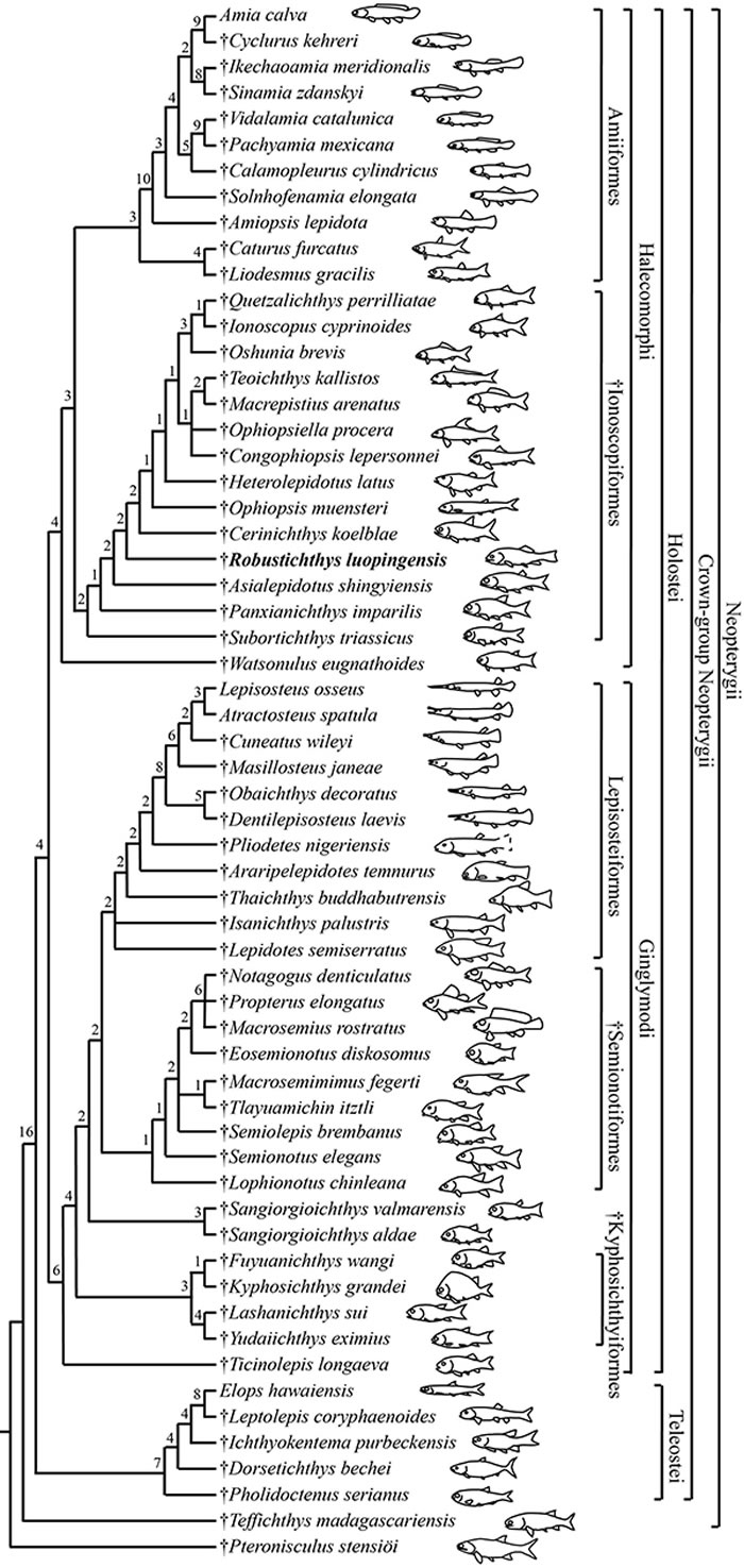 新重建的全骨鱼类分支进化树（徐光辉 供图）
