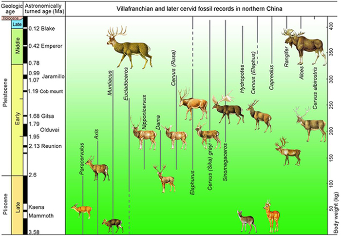 维拉方期以来我国北方鹿类动物的体重估算及地史分布（同号文供图）
