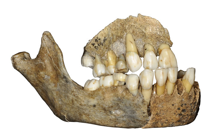 比利时斯克拉迪纳洞穴一名尼安德特人女孩的颌骨。(Credit: © J. Eloy, AWEM, Archéologie andennaise)