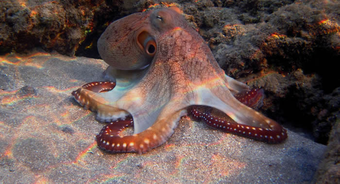 天体生物科学大会：外星人可能更像章鱼而不是人类
