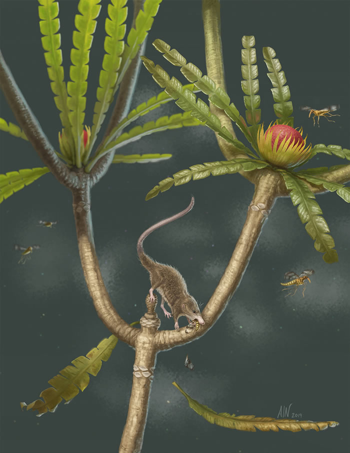 新的哺乳型动物“微小柱齿兽”(Microdocodon)复原图（Credit: April I. Neander）