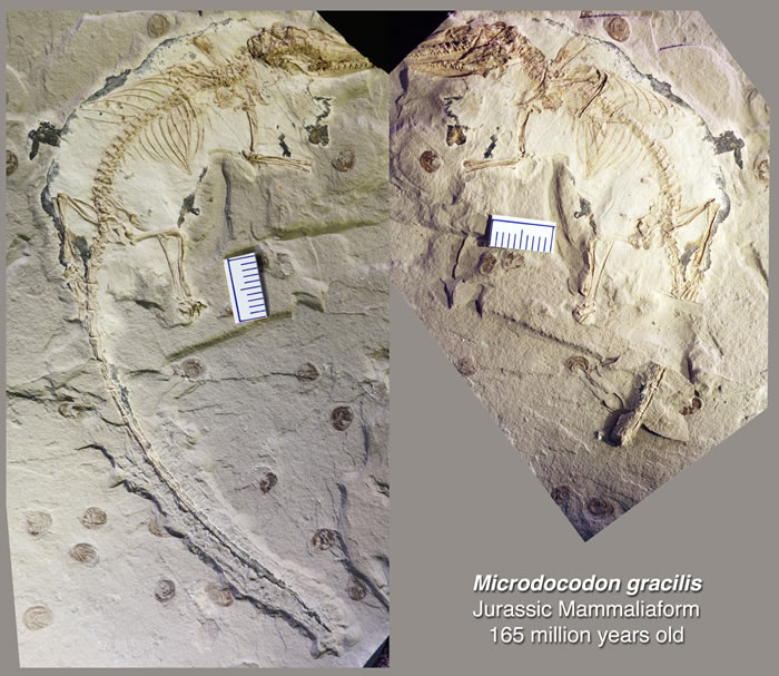 新的哺乳型动物化石--“微小柱齿兽”(Microdocodon)（Credit: Zhe-Xi Luo）