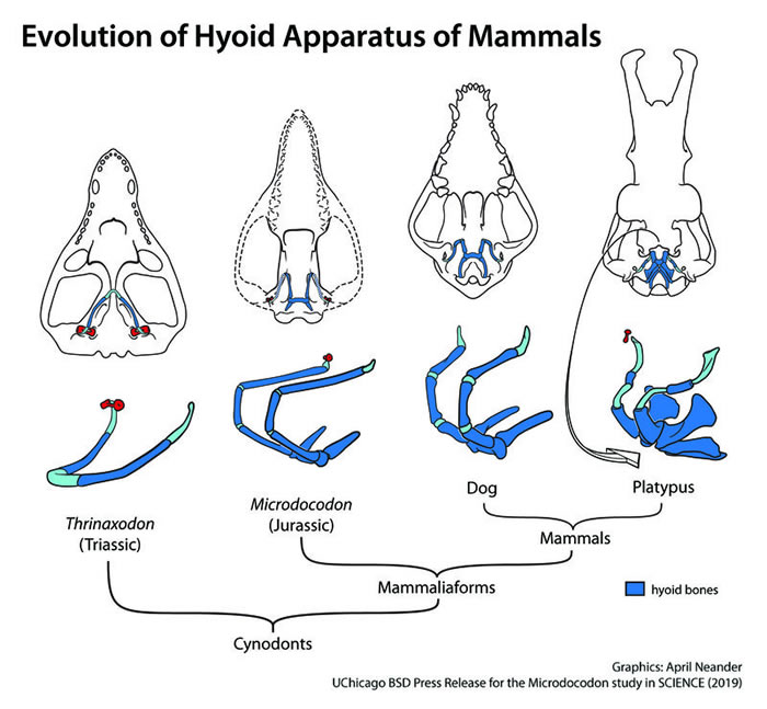 新的侏罗纪哺乳型动物揭示了哺乳动物舌骨的早期演化（Credit: April I. Neander, the University of Chicago）