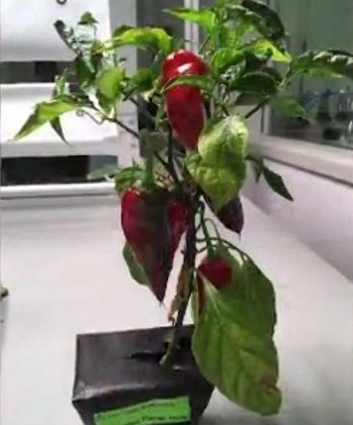 NASA将尝试在太空种植埃斯帕诺拉辣椒。