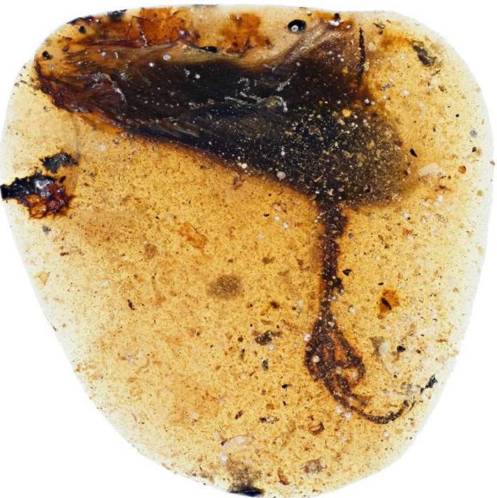 这支新种反鸟类的后肢被发现时包裹在一粒缅甸琥珀之中。 IMAGE BY LIDA XING