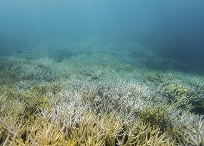最新研究发现关岛将近3分之1的珊瑚在短短4年间大量死亡