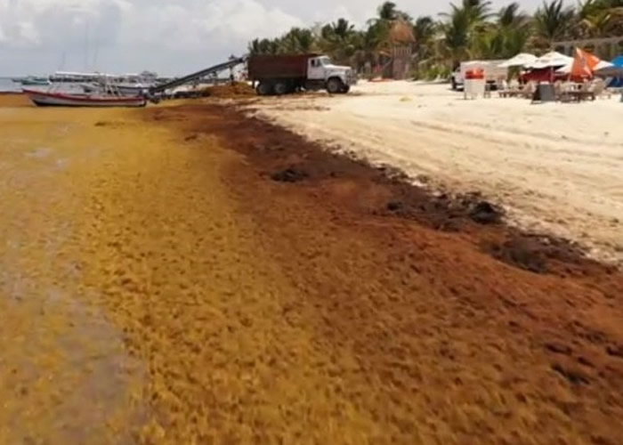 有毒马尾藻侵袭墨西哥犹加顿半岛海滩 面积大如牙买加