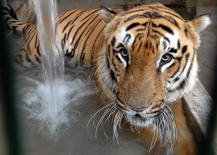 印度老虎近年数量增加。