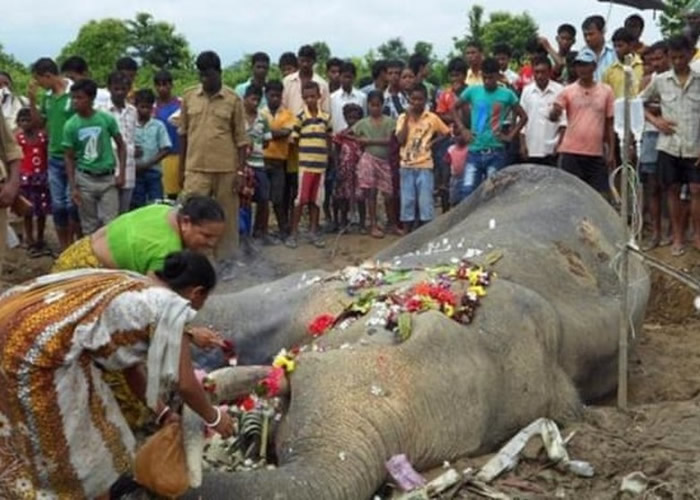 印度大象同样在人类活动下苦楚求存。