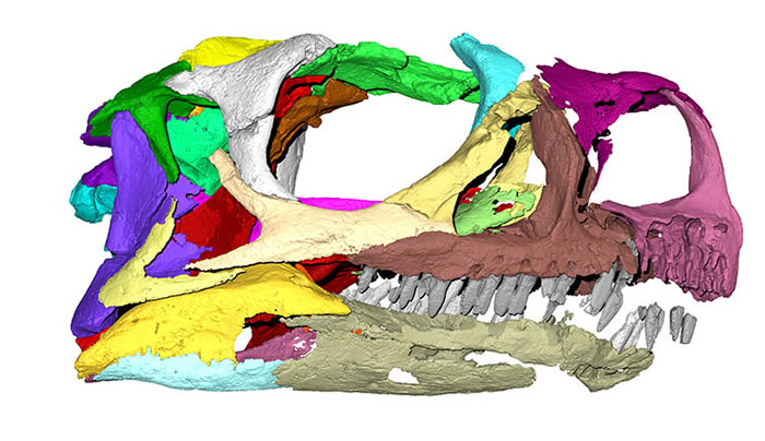 南非博物馆化石被误认为大椎龙30年 重新研究确认为新品种恐龙“Ngwevu intloko”