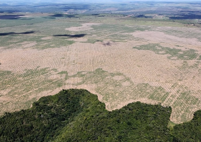 亚马逊森林不少地区已被砍伐。