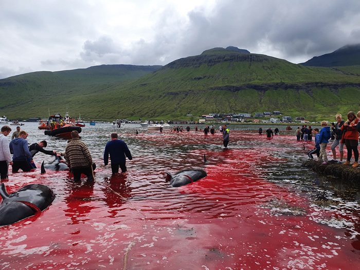丹麦法罗群岛渔民又在Hvalvik湾举行捕鲸活动 宰杀23头鲸豚让鲜血染红整片海湾